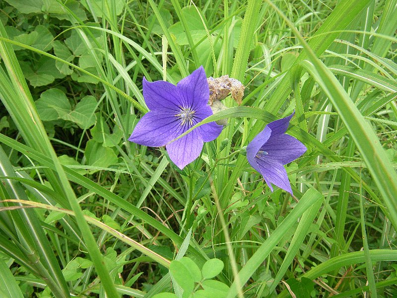 特定外来生物駆除活動を実施しました！！