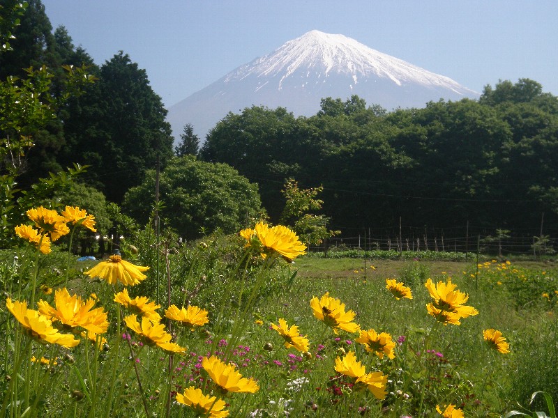 富士にはオオキンケイギクがよく似あわない