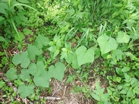 140706y_002.JPG