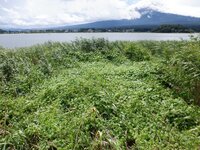 220901y_070　繁茂の様子.JPG