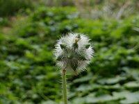 220901y_052　アレチウリの実.JPG