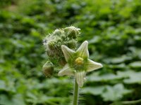 220901y_051　アレチウリの花.JPG
