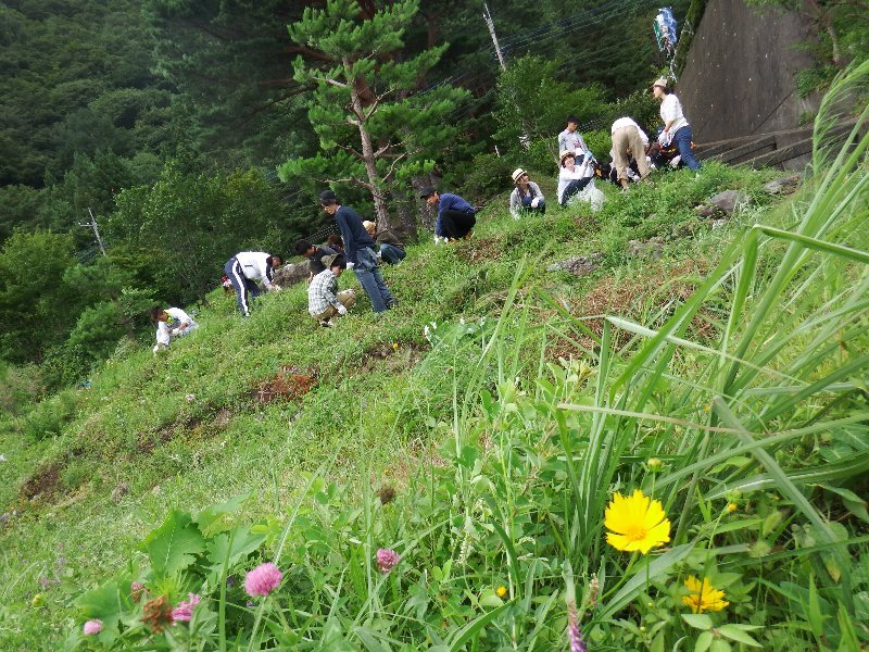 神奈川大学ボランティア支援室の皆さんと外来種駆除活動を実施しました！