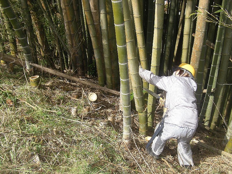2月の竹林整備活動を実施しました。