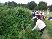 150818アレチウリ駆除 (3).JPG