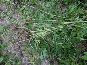 250705y_016.jpg